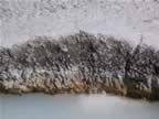 I-Mud Geyser (24).jpg (99kb)